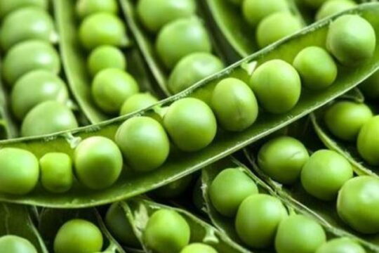 27 ستمبر 2025 بروز ہفتہ مٹر کی قیمتیں آج بھی بےقابو؛ تفصیل اس رپورٹ میں؛