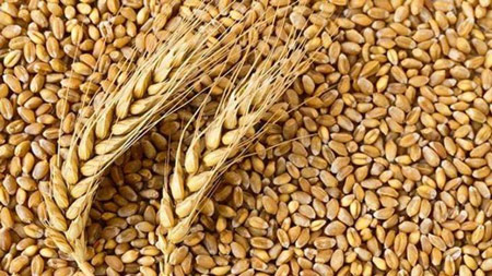 غلہ منڈی میں دھان کی قیمتوں میں گراوٹ، کاشتکار پریشان