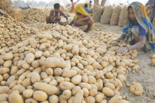 آج 7 اکتوبر 2025 آلو نرخ میں کمی ریکارڈ: