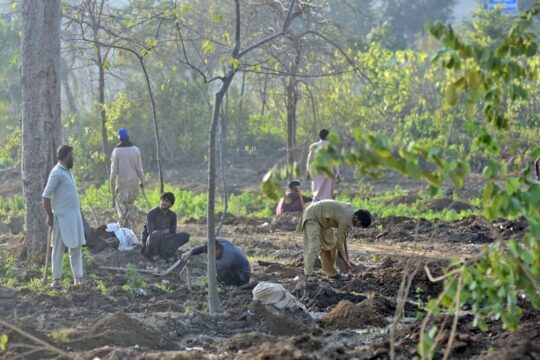 اسلام آباد میں درختوں کی کٹائی کا معاملہ قومی اسمبلی پہنچ گیا